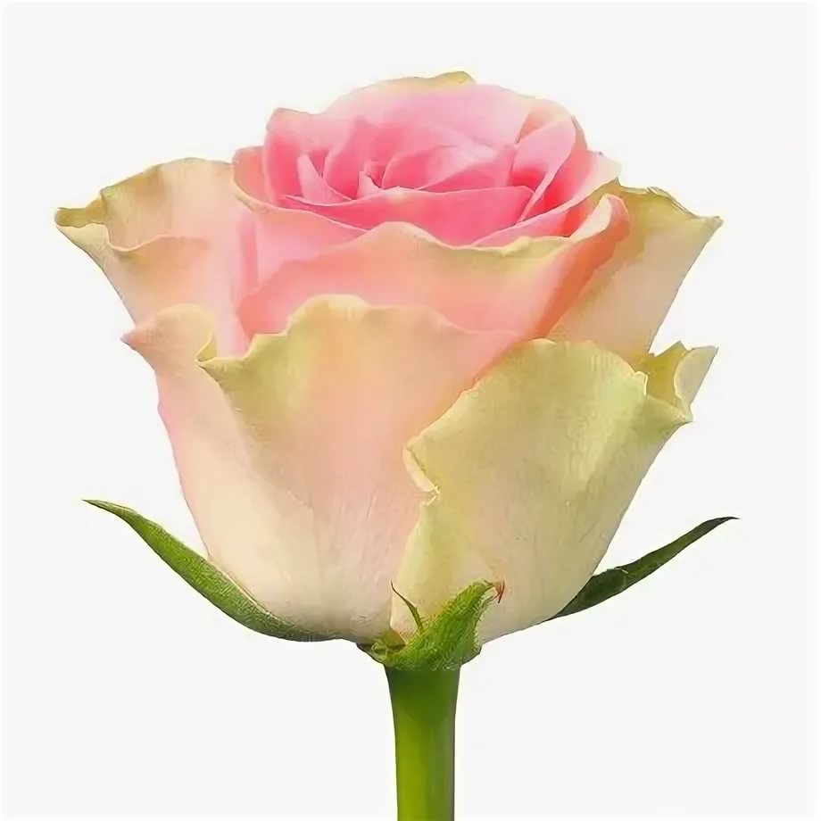 Pink Roses